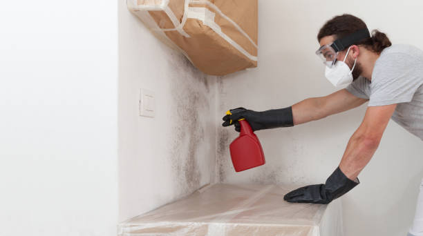 Professional Attic Mold Removal technician working in Burlington, MA