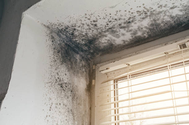 Trusted Attic Mold Removal service in Burlington, MA - Cheap Mold Removal